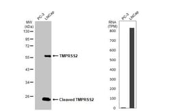 Invitrogen TMPRSS2 Recombinant Rabbit Monoclonal Antibody (HL2229) 100