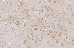 Invitrogen Sigma-1 Receptor Recombinant Rabbit Monoclonal Antibody (HL2230)