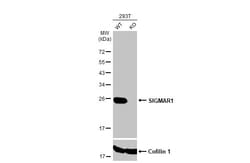 Invitrogen Sigma-1 Receptor Recombinant Rabbit Monoclonal Antibody (HL2230)