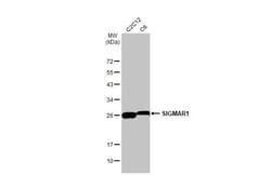 Invitrogen Sigma-1 Receptor Recombinant Rabbit Monoclonal Antibody (HL2230)
