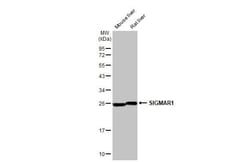 Invitrogen Sigma-1 Receptor Recombinant Rabbit Monoclonal Antibody (HL2230)