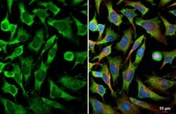 Invitrogen MLK4 Recombinant Rabbit Monoclonal Antibody (HL2234) 100 &mu;L;