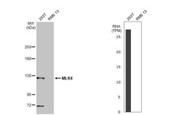 Invitrogen MLK4 Recombinant Rabbit Monoclonal Antibody (HL2234) 100 &mu;L;