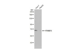 Invitrogen YTHDF3 Recombinant Rabbit Monoclonal Antibody (HL2235) 100 &mu;L;