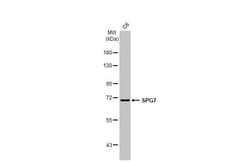 Invitrogen SPG7 Recombinant Rabbit Monoclonal Antibody (HL2236) 100 &mu;L;