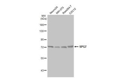 Invitrogen SPG7 Recombinant Rabbit Monoclonal Antibody (HL2236) 100 &mu;L;