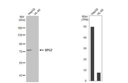 Invitrogen SPG7 Recombinant Rabbit Monoclonal Antibody (HL2236) 100 &mu;L;
