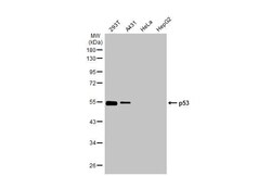 Invitrogen p53 Recombinant Rabbit Monoclonal Antibody (HL2242) 100 &mu;L | Buy Online | Invitrogen&trade; | Fisher Scientific
