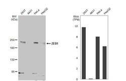 Invitrogen ZEB1 Recombinant Rabbit Monoclonal Antibody (HL2245) 100 &mu;L;