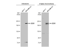 Invitrogen ZEB1 Recombinant Rabbit Monoclonal Antibody (HL2245) 100 &mu;L;
