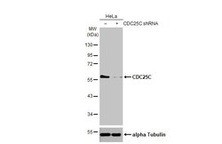 Invitrogen Cdc25C Recombinant Rabbit Monoclonal Antibody (HL2255) 100 &mu;L;