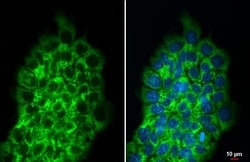 Invitrogen RPLP2 Recombinant Rabbit Monoclonal Antibody (HL2256) 100 &mu;L;