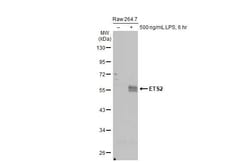 Invitrogen ETS2 Recombinant Rabbit Monoclonal Antibody (HL2259) 100 &mu;L;