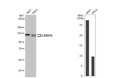 Invitrogen CARD10 Recombinant Rabbit Monoclonal Antibody (HL2261) 100 &mu;L;