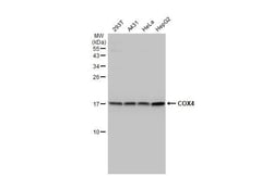 Invitrogen COX4 Recombinant Rabbit Monoclonal Antibody (HL2264) 100 &mu;L | Buy Online | Invitrogen&trade; | Fisher Scientific