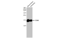 Invitrogen COX4 Recombinant Rabbit Monoclonal Antibody (HL2264) 100 &mu;L | Buy Online | Invitrogen&trade; | Fisher Scientific
