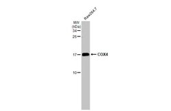 Invitrogen COX4 Recombinant Rabbit Monoclonal Antibody (HL2264) 100 &mu;L | Buy Online | Invitrogen&trade; | Fisher Scientific