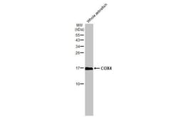 Invitrogen COX4 Recombinant Rabbit Monoclonal Antibody (HL2264) 100 &mu;L | Buy Online | Invitrogen&trade; | Fisher Scientific