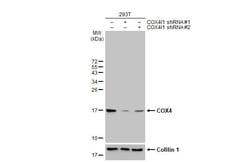 Invitrogen COX4 Recombinant Rabbit Monoclonal Antibody (HL2264) 100 &mu;L | Buy Online | Invitrogen&trade; | Fisher Scientific