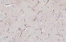 Invitrogen Stargazin Recombinant Rabbit Monoclonal Antibody (HL2268) 100