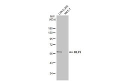 Invitrogen KLF5 Recombinant Rabbit Monoclonal Antibody (HL2269) 100 &mu;L;