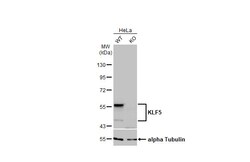 Invitrogen KLF5 Recombinant Rabbit Monoclonal Antibody (HL2269) 100 &mu;L;