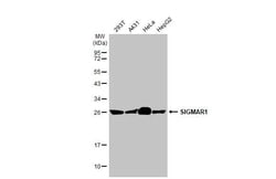 Sigma-1 Receptor Recombinant Rabbit Monoclonal Antibody (HL2274), Invitrogen