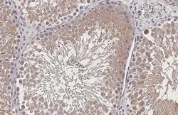 Invitrogen GPS2 Recombinant Rabbit Monoclonal Antibody (HL2276) 100 &mu;L;