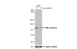 Invitrogen DNA Ligase III Recombinant Rabbit Monoclonal Antibody (HL2280)