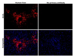 Invitrogen Glutamine Synthetase Recombinant Rabbit Monoclonal Antibody (HL2283) 100 &mu;L | Buy Online | Invitrogen&trade; | Fisher Scientific