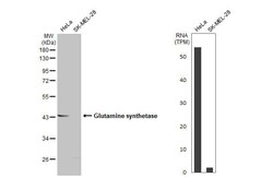 Invitrogen Glutamine Synthetase Recombinant Rabbit Monoclonal Antibody (HL2283) 100 &mu;L | Buy Online | Invitrogen&trade; | Fisher Scientific