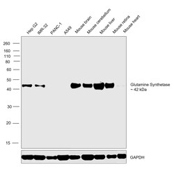 Invitrogen Glutamine Synthetase Recombinant Rabbit Monoclonal Antibody (HL2283) 100 &mu;L | Buy Online | Invitrogen&trade; | Fisher Scientific