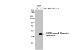 Invitrogen Glutamine Synthetase Recombinant Rabbit Monoclonal Antibody (HL2283) 100 &mu;L | Buy Online | Invitrogen&trade; | Fisher Scientific