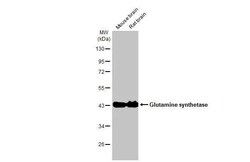 Invitrogen Glutamine Synthetase Recombinant Rabbit Monoclonal Antibody (HL2283) 100 &mu;L | Buy Online | Invitrogen&trade; | Fisher Scientific