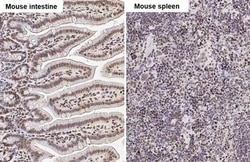 Invitrogen UHRF1 Recombinant Rabbit Monoclonal Antibody (HL2287) 100 &mu;L;