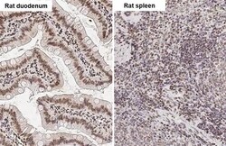 Invitrogen UHRF1 Recombinant Rabbit Monoclonal Antibody (HL2287) 100 &mu;L;