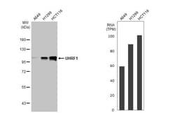 Invitrogen UHRF1 Recombinant Rabbit Monoclonal Antibody (HL2287) 100 &mu;L;