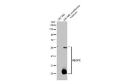 Invitrogen VEGFC Recombinant Rabbit Monoclonal Antibody (HL2289) 100 &mu;L;