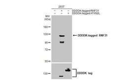 Invitrogen RNF31 Recombinant Rabbit Monoclonal Antibody (HL2295) 100 &mu;L;