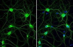 Invitrogen Cathepsin S Recombinant Rabbit Monoclonal Antibody (HL2302)