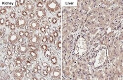 Invitrogen Cathepsin S Recombinant Rabbit Monoclonal Antibody (HL2302)