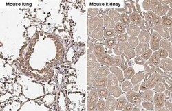 Invitrogen Cathepsin S Recombinant Rabbit Monoclonal Antibody (HL2302)