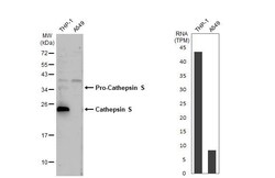 Invitrogen Cathepsin S Recombinant Rabbit Monoclonal Antibody (HL2302)