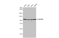 Invitrogen VPS34 Recombinant Rabbit Monoclonal Antibody (HL2305) 100 &mu;L;