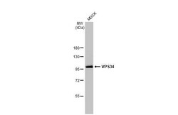 Invitrogen VPS34 Recombinant Rabbit Monoclonal Antibody (HL2305) 100 &mu;L;