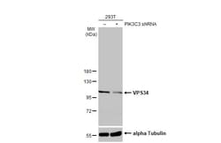 Invitrogen VPS34 Recombinant Rabbit Monoclonal Antibody (HL2305) 100 &mu;L;
