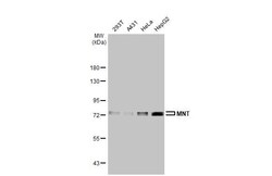 Invitrogen MNT Recombinant Rabbit Monoclonal Antibody (HL2309) 100 &mu;L;