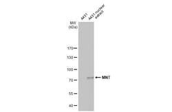 Invitrogen MNT Recombinant Rabbit Monoclonal Antibody (HL2309) 100 &mu;L;