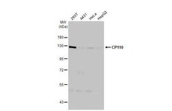 Invitrogen CP110 Recombinant Rabbit Monoclonal Antibody (HL2312) 100 &mu;L;