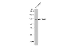 Invitrogen CP110 Recombinant Rabbit Monoclonal Antibody (HL2312) 100 &mu;L;